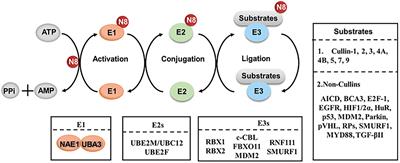 Neddylation Regulates Macrophages and Implications for Cancer Therapy